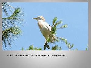 2eme Partie Oranie  Arzew-Fontaine des Gazelles (23)